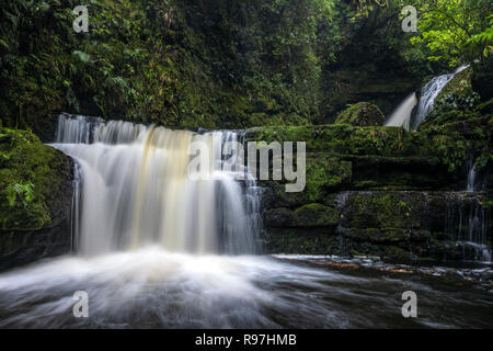 McLean cade, il Catlins, Isola del Sud, Nuova Zelanda Foto Stock
