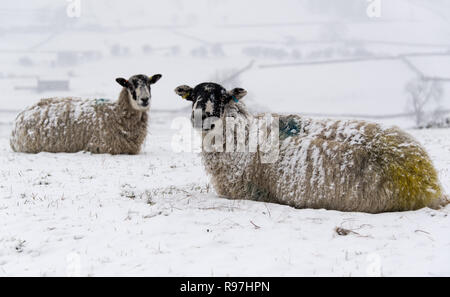 Mulo pecore in attesa nella neve per alimentazione, vicino Hawes, Wensleydale superiore nel Yorkshire Dales. Foto Stock