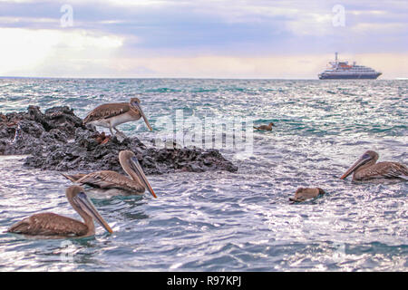 Brown Pelican, Isabela è., Galapagos Foto Stock