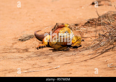 Terra Galapagos Iguana (Conslophus subcristatus) sulla collina di Drago, Santa Cruz, Galapagos. Foto Stock