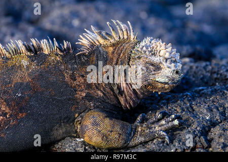 Iguana marina (Amblyrhynchus cristatus) sulla Spiaggia di Bachas su Santa Cruz, Isole Galapagos Foto Stock
