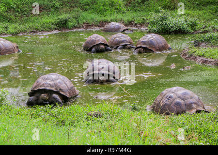 Tartarughe Giganti nelle Highlands di Santa Cruz, Isole Galapagos Foto Stock