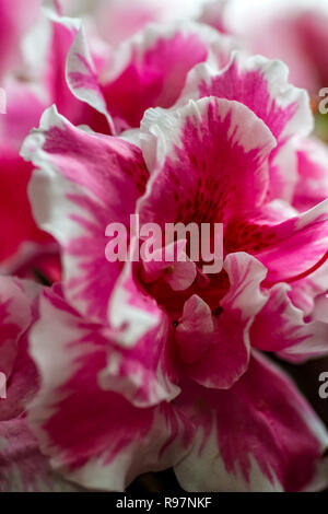 Macro close up di un giapponese di azalea fiore Foto Stock