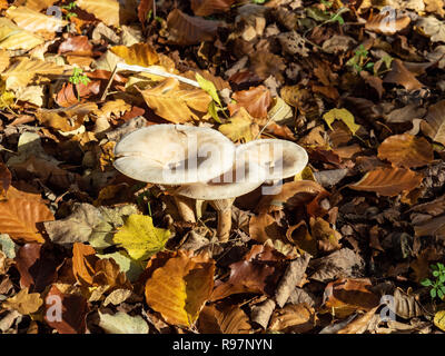 Un gruppo di tre comuni imbuto funghi attraverso caduto foglie di autunno Foto Stock