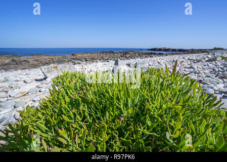 Rock samphire / il finocchio di mare (Crithmum maritimum) crescente sulla spiaggia in ciottoli / spiaggia di ciottoli in estate Foto Stock