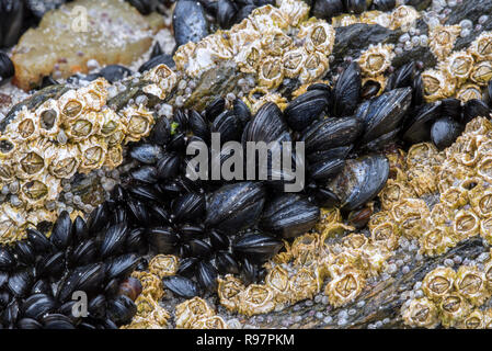 Live mitili blu / comune di Mitili (Mytilus edulis) nel letto di cozze e cirripedi su roccia esposta sulla spiaggia con la bassa marea Foto Stock