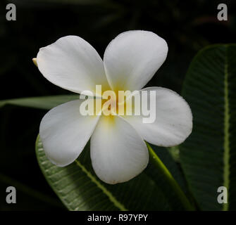 Un bianco frangipane ad albero ( Plumeria Alba ) Foto Stock