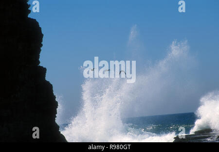 Onde che si infrangono sulla costa rocciosa con gabbiani nella schiuma dell'oceano sulla costa del New South Wales, Australia. Foto Stock
