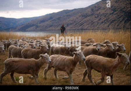 UN AGRICOLTORE MUOVE UNA MANDRIA DI PECORE DI STECCA FRESCHE, RURALE NUOVA ZELANDA. Foto Stock