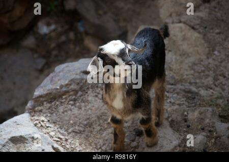 Una piccola urban capra selvatica sorge su una cengia sassosa e si guarda intorno inquisitively Foto Stock