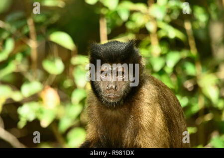 Scimmia cappuccino, Iles du Salut, Île Royale, Guiana francese Foto Stock