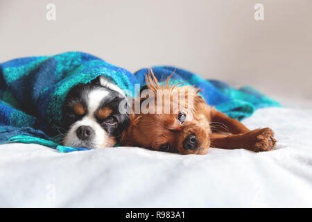 Due cani sleepeing insieme sotto la calda coperta Foto Stock