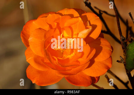 Un unico arancione rosa fiore Foto Stock