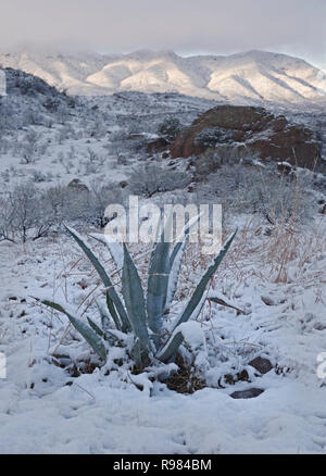 Tempesta deselezionando la mattina di Natale all'alba nel sud dell'Arizona. Foto Stock