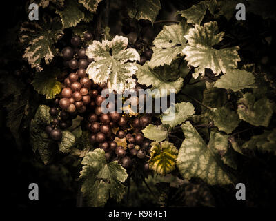 Grappolo d'uva Foto Stock