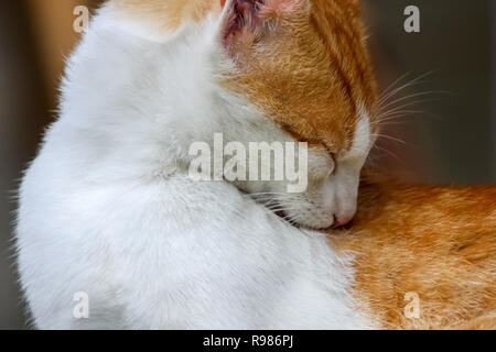 Lo zenzero Gatto Bianco si trova e lavaggi. Lo zenzero gatto bianco al di fuori sul log leccare le zampe. Primo piano della Red White cat di lavaggio sulla natura. Lo zenzero bianco gatto washi Foto Stock