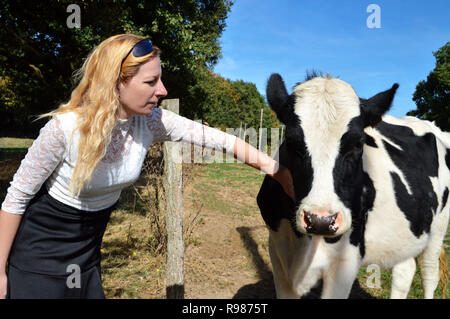 Una mucca giovenca, vacca da latte razza con una donna bionda. Benessere degli animali con una contadina. Foto Stock