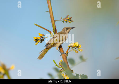 Brown Honeyeater, Lichmera indistincta, arroccato in una boccola in Western Queensland con il blu del cielo e spazio di copia Foto Stock