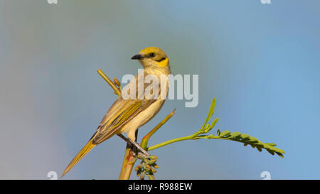 Un grigio-fronteggiata Honeyeater, Lichenostomus plumulus, appollaiato su un ramo con il blu del cielo e spazio copia in Western Queensland Foto Stock