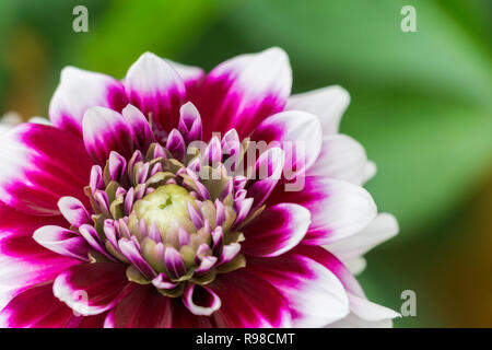 Close-up di una dalia Tomo (Asteraceae) fiore in tarda estate Foto Stock