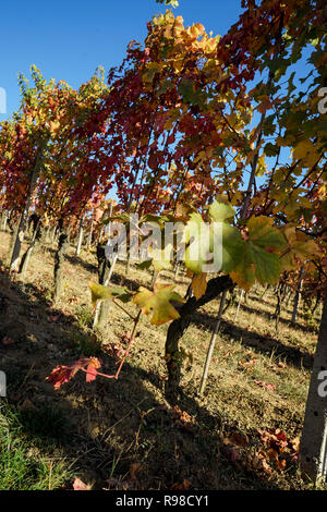 Vigneti delle Langhe, Piemonte - Italia Foto Stock