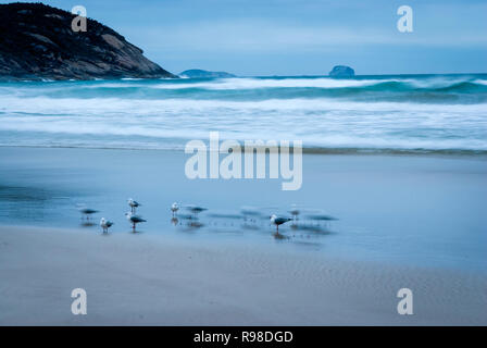 Gabbiani movimento durante una lunga esposizione al tramonto in una fresca sera d'inverno sulla spiaggia, Wilsons Promontory Australia Foto Stock