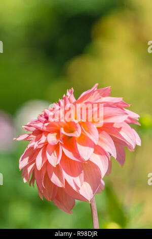 Close-up di un rosa Cactus Dahlia (Asteraceae) in una giornata di sole. Foto Stock