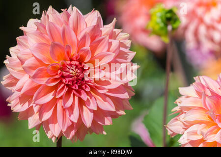 Close-up di un rosa Cactus Dahlia (Asteraceae) in una giornata di sole. Foto Stock