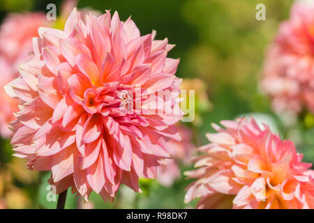 Close-up di un rosa Cactus Dahlia (Asteraceae) in una giornata di sole. Foto Stock