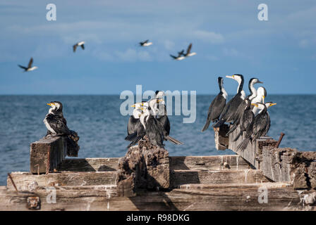 Un gruppo di cormorani seduto e prendere il sole su un vecchio abbandonato pontile in legno Foto Stock