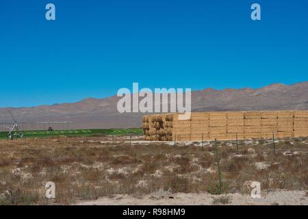 California, Lida, Ranch, il tempo del raccolto, impilate balle di fieno Foto Stock