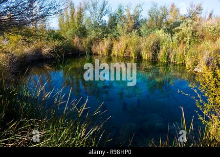 Nevada, Amaragosa valle, prati di cenere National Wildlife Refuge, Longstreet molla Foto Stock