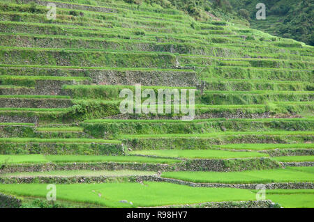 Bontoc terrazze di riso, regione di montagna, Luzon, Filippine, Asia, Asia del Sud Foto Stock