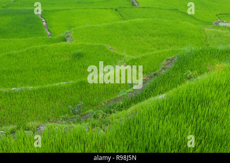 Bontoc terrazze di riso, regione di montagna, Luzon, Filippine, Asia, Asia del Sud Foto Stock
