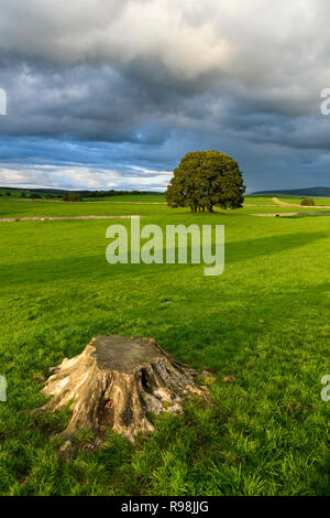 Scenic rurale scena di alberi (copse) in piedi nel campo sotto drammatico grigio scuro cielo nuvoloso prima della tempesta - vicino a Malham, Yorkshire Dales, Inghilterra, Regno Unito. Foto Stock
