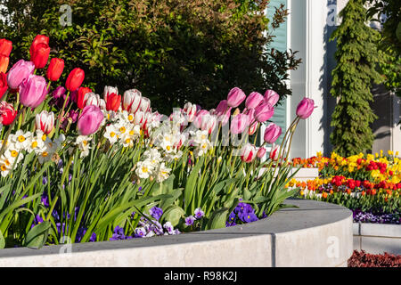 Giardini paesaggistici che presenta i tulipani, narcisi e pansies, sui terreni del monte Timpanogos LDS tempio in Utah. Foto Stock