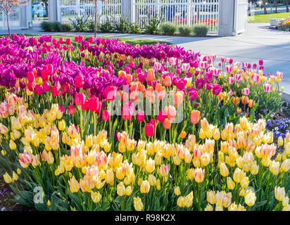 Giardini paesaggistici che presenta i tulipani, narcisi e pansies, sui terreni del monte Timpanogos LDS tempio in Utah. Foto Stock