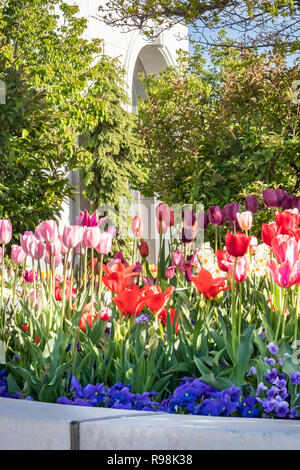 Giardini paesaggistici che presenta i tulipani, narcisi e pansies, sui terreni del monte Timpanogos LDS tempio in Utah. Foto Stock