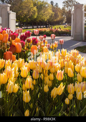 Giardini paesaggistici che presenta i tulipani, narcisi e pansies, sui terreni del monte Timpanogos LDS tempio in Utah. Foto Stock