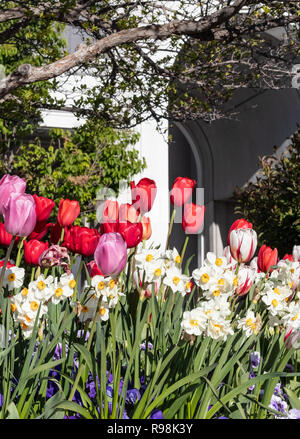 Giardini paesaggistici che presenta i tulipani, narcisi e pansies, sui terreni del monte Timpanogos LDS tempio in Utah. Foto Stock