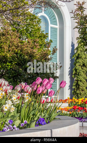 Giardini paesaggistici che presenta i tulipani, narcisi e pansies, sui terreni del monte Timpanogos LDS tempio in Utah. Foto Stock