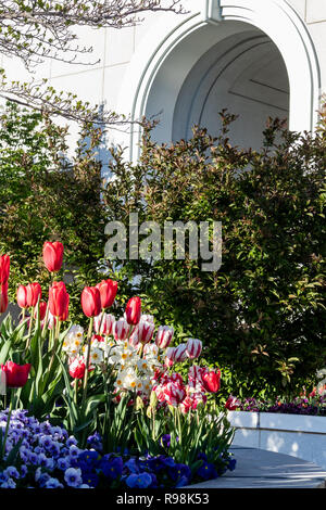 Giardini paesaggistici che presenta i tulipani, narcisi e pansies, sui terreni del monte Timpanogos LDS tempio in Utah. Foto Stock