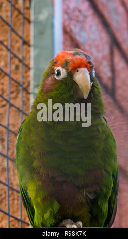 Crimson fronteggiata parrocchetto, una verde pappagallo tropicale con red head, dalle foreste d'America Foto Stock