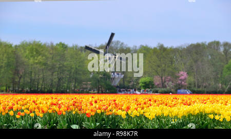 Campo di tulipani gialli fuori i famosi giardini Keukenhof guardando verso il mulino a vento all'interno dei giardini Lisse, Holland, Paesi Bassi Foto Stock