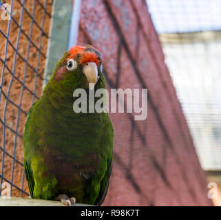 Finsch's conure, una verde pappagallo tropicale dalla foresta di America Foto Stock