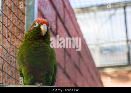 Crimson fronteggiata parrocchetto, tropicale a pappagallo verde da America Foto Stock