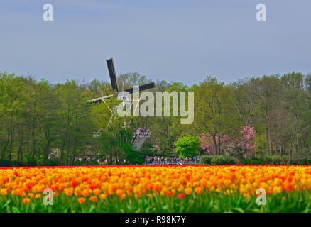 Campo di tulipani gialli fuori i famosi giardini Keukenhof guardando verso il mulino a vento all'interno dei giardini Lisse, Holland, Paesi Bassi Foto Stock