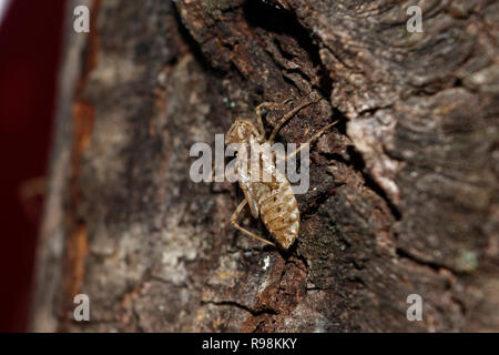 Dragonfly cocoon sul tronco di un albero Foto Stock