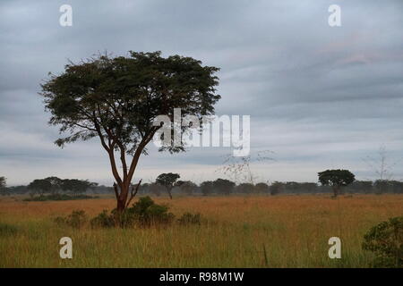 Il Savannah pascoli nel Parco Nazionale Queen Elizabeth, Uganda Foto Stock