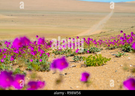 Fiori noto come gambe guanaco fioritura nel deserto di atacama Foto Stock